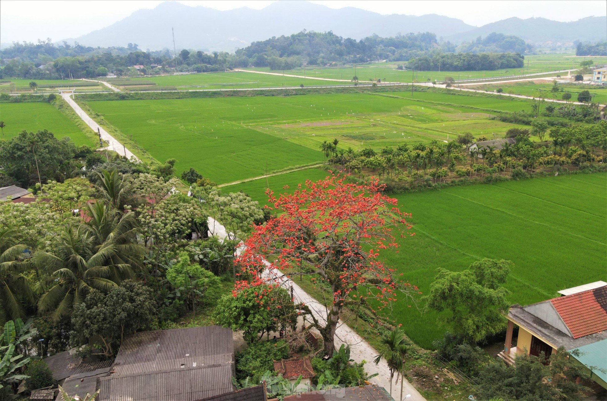Fascinated by the ancient cotton trees blooming in the hometown of the great poet Nguyen Du photo 15