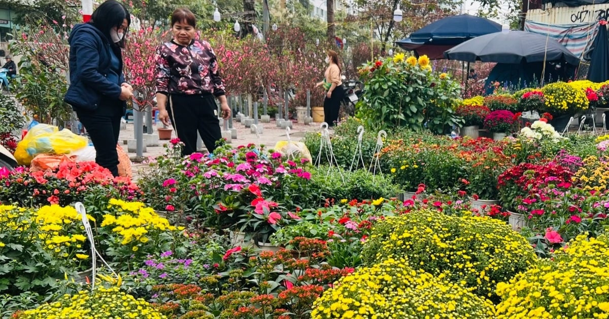 Las flores y plantas ornamentales para el Tet de este año en Ciudad Ho Chi Minh son sorprendentemente baratas