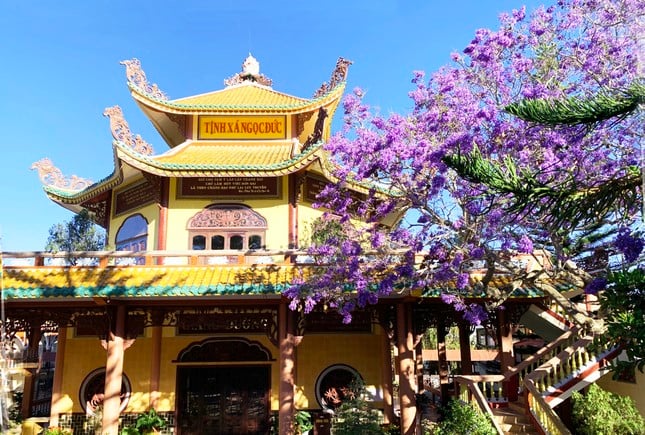 La cautivadora belleza de las flores de fénix púrpura en la ciudad de las flores de Da Lat foto 9