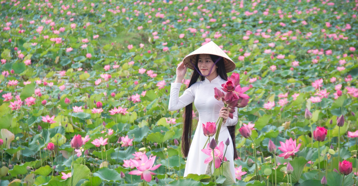 Brilliant lotus season in Tra Ly fields of Quang Nam - 10