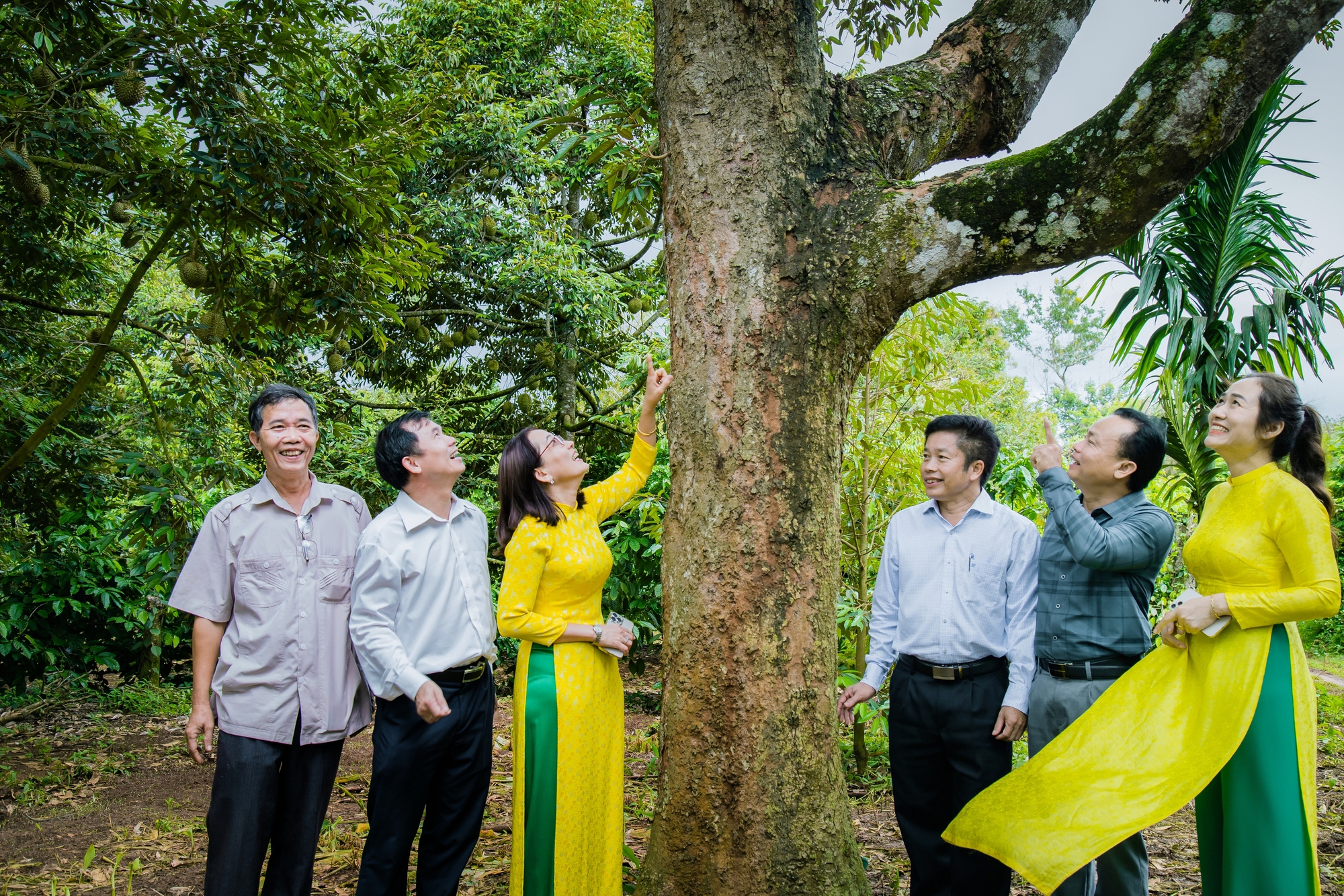 Ngắm nhìn cây sầu riêng cổ thụ hơn 100 năm tuổi- Ảnh 5.