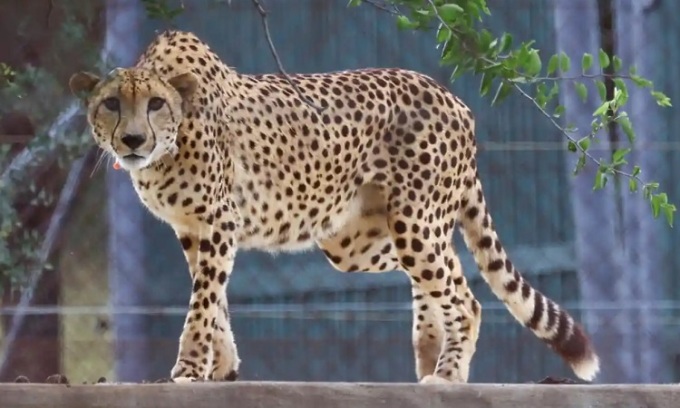 One of the cheetahs relocated to India in February 2023. Photo: Siphiwe Sibeko/Reuters