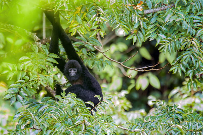 Vượn cao vít đực toàn thân màu đen và có chỏm mào trên đỉnh đầu. Ảnh: tên tác giả/ Fauna & Flora