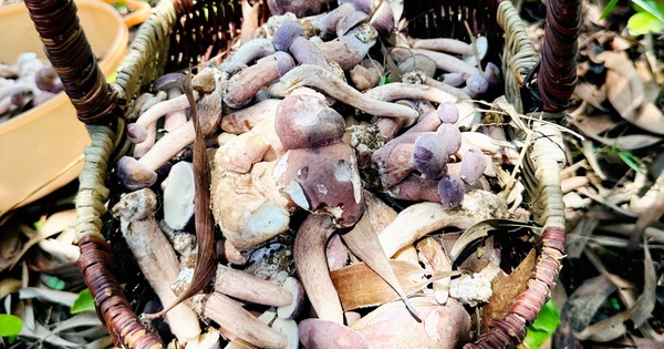 Phu Quoc people hunt for Melaleuca mushrooms to sell and earn millions