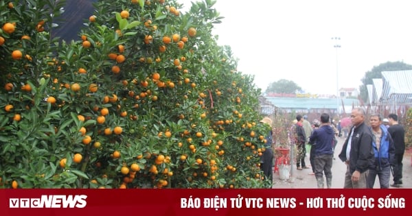 Les affaires tournent au ralenti, les négociants de pêches et de kumquats sont « assis sur des charbons ardents »