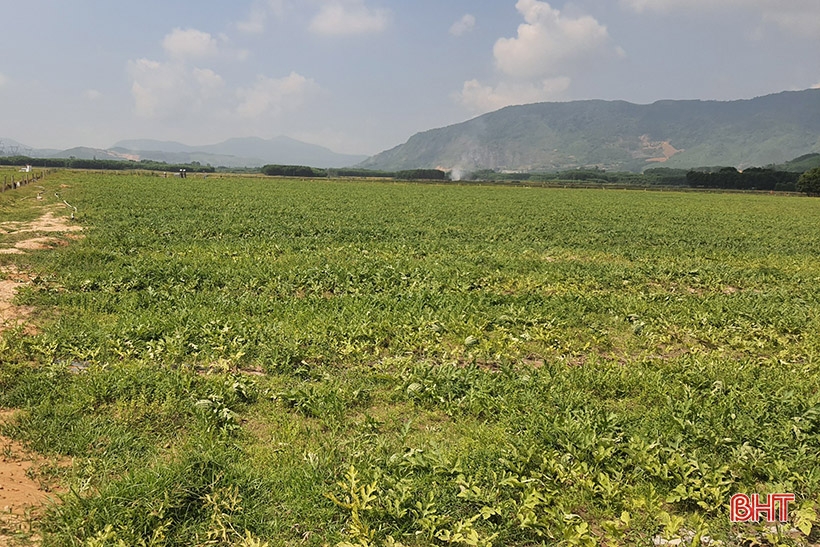 Cultiver des pastèques dans la nature pour générer des revenus élevés