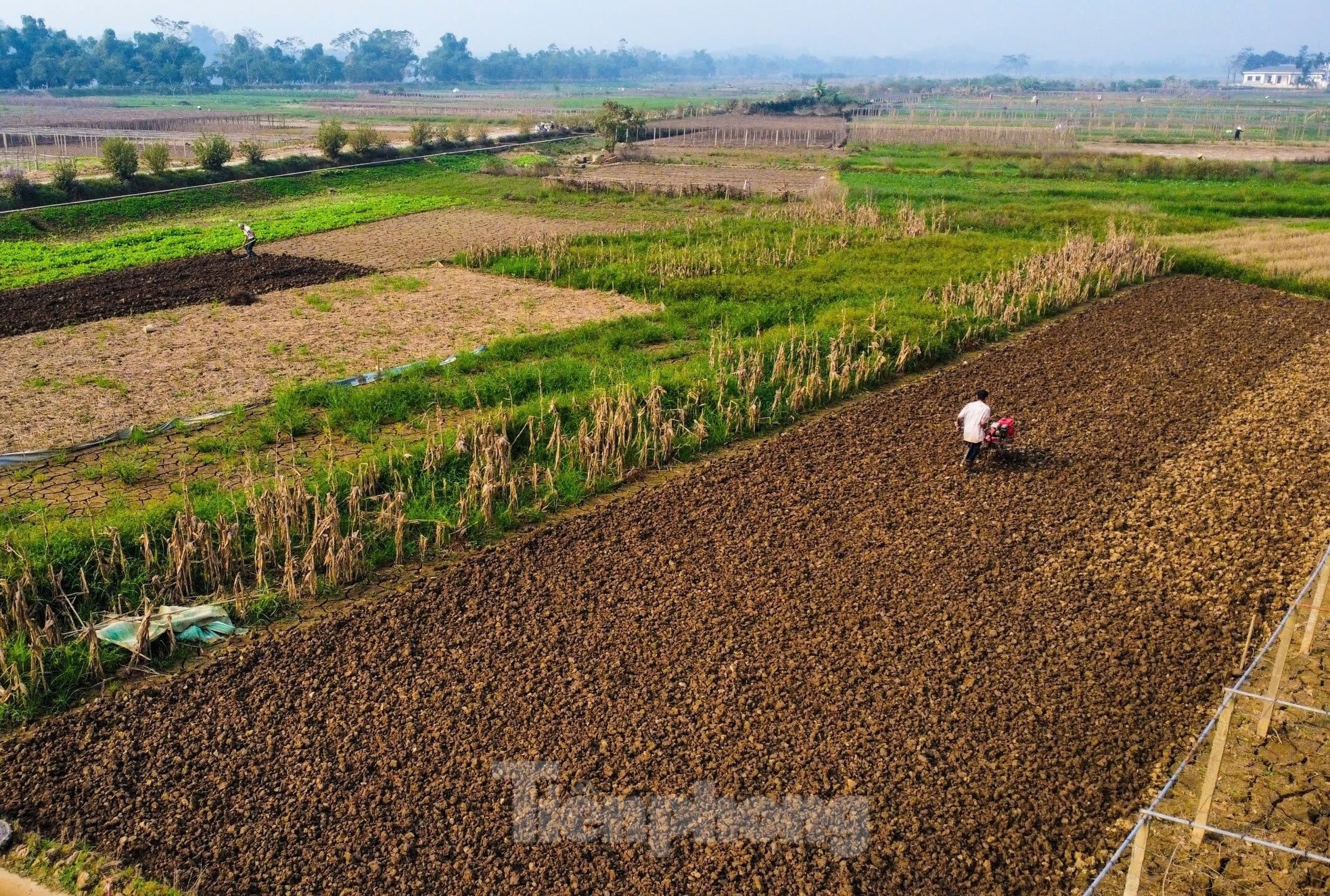 Vựa rau lớn nhất Yên Bái hồi sinh sau bão lũ ảnh 13