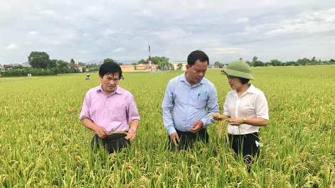 Vùng lúa hàng hóa thuộc chuỗi liên kết gạo chất lượng Khu Cháy (huyện Ứng Hòa).  (Nguồn: KInh tế Đô thị)