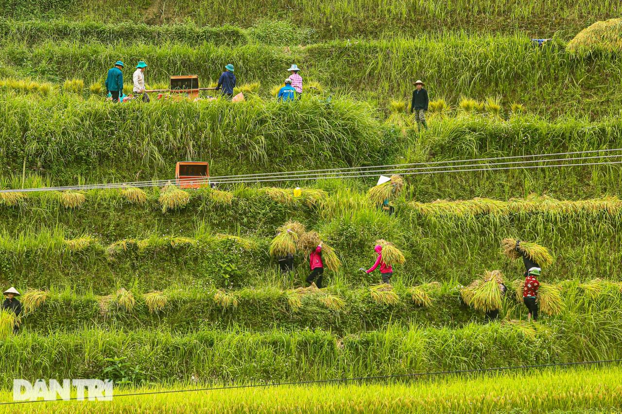 Ngắm mùa vàng bình yên ở Hoàng Su Phì, không lo tắc đường, chen chúc - 9