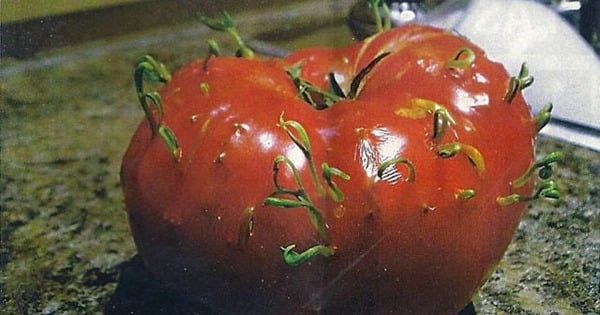 Überrascht von den sprießenden reifen Tomaten, fachkundiger Erklärung und köstlichen, super reisverzehrenden Tomatengerichten