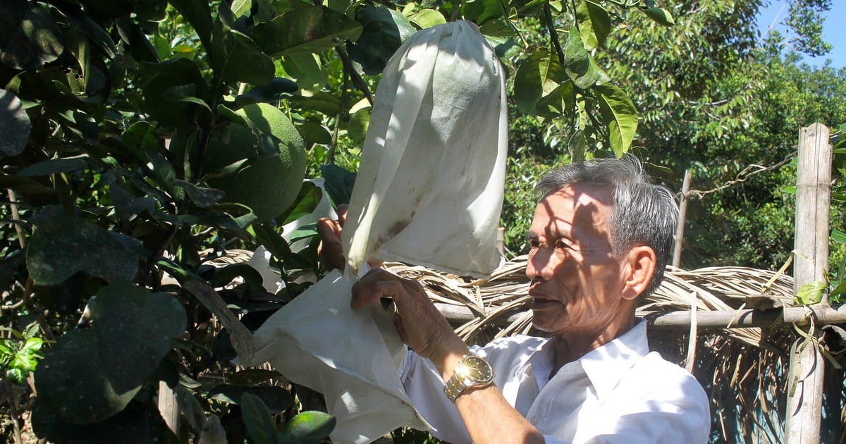 Quang Ngai : les jardiniers « habillent » les pamplemousses de protection solaire