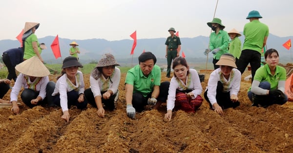 Chalotes, bulbos pequeños y fragantes que la Asociación de Agricultores de Ha Tinh guía a la gente de Chut para cultivar, aumentando los fondos