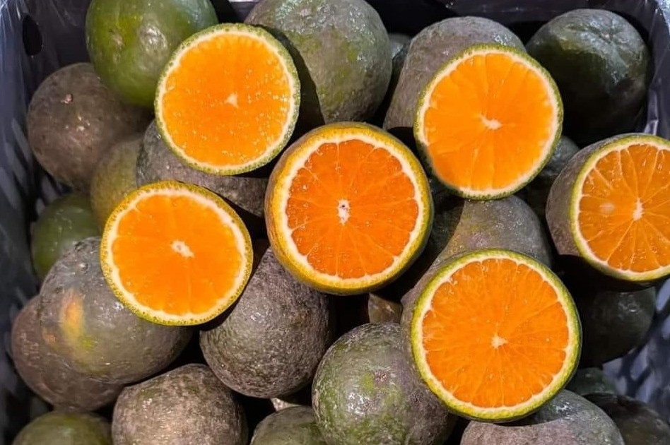 Las naranjas son más baratas que el té helado; Los precios de la nuez de areca caen en picado