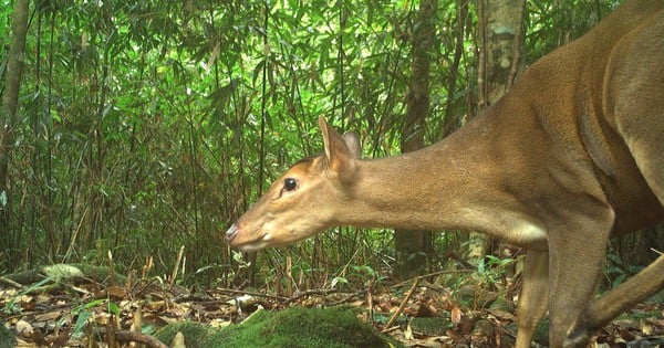 Dans une vieille forêt de Ha Tinh, de nombreux grands muntjacs, des lapins rayés, des civettes zébrées et des civettes palmistes ont été découverts.