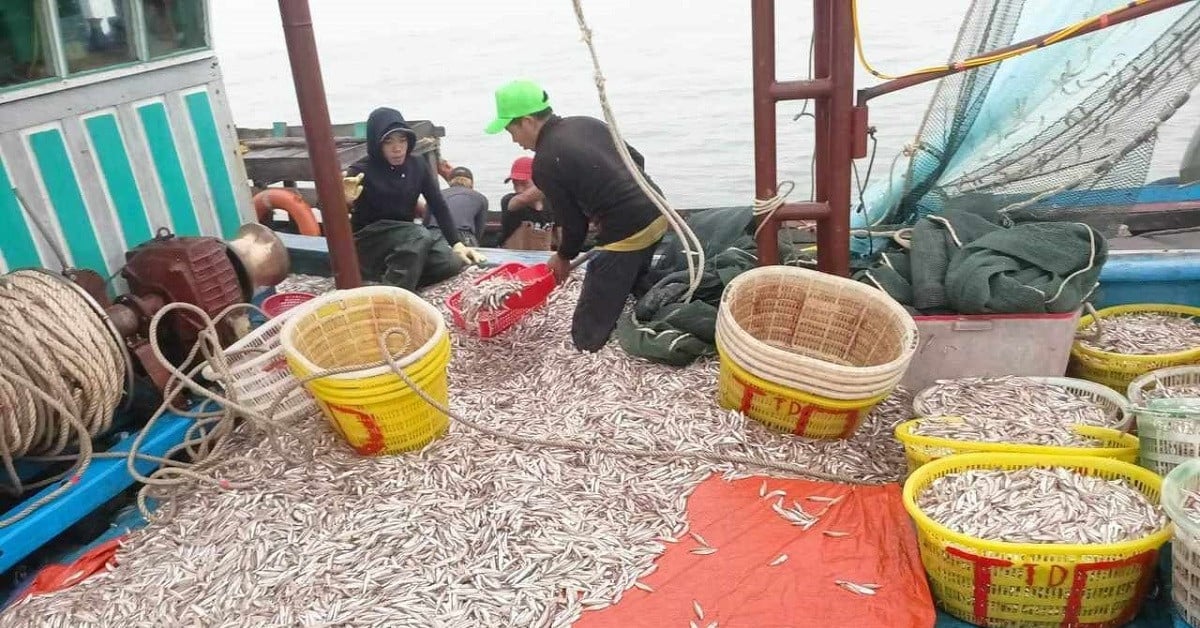 Quang Binh fishermen hit the jackpot with anchovies, earning hundreds of millions in one night