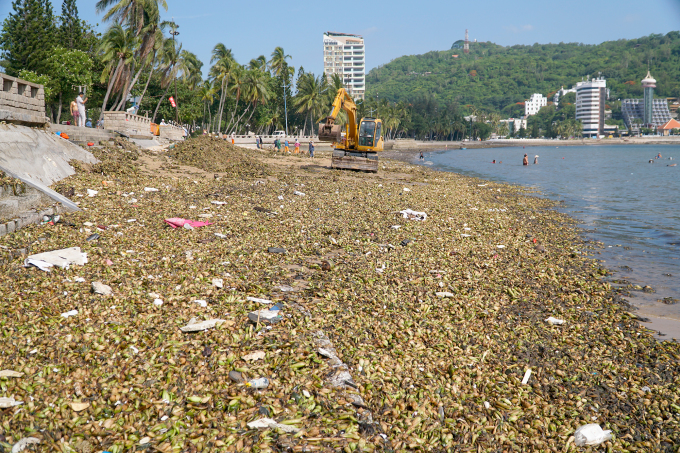 Water hyacinth and trash piled up in thick layers on Bai Truoc beach, afternoon of June 15. Photo: Truong Ha