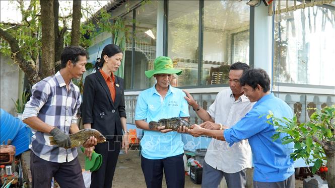 Nuôi một loài đặc sản thịt ngon ngọt dưới tán rừng ở một nơi của Kiên Giang, bắt hàng tấn, bán đắt tiền- Ảnh 2.