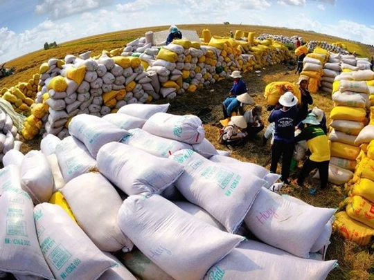 Las empresas reaccionan ante las fluctuaciones de los mercados de exportación de arroz