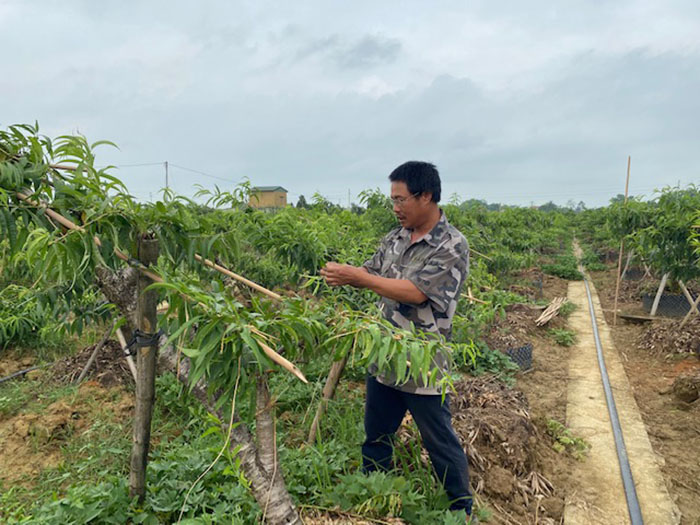 La eficiencia de la conversión de tierras de cultivo de arroz ineficientes en el cultivo de durazneros ornamentales en la comuna de Van Son