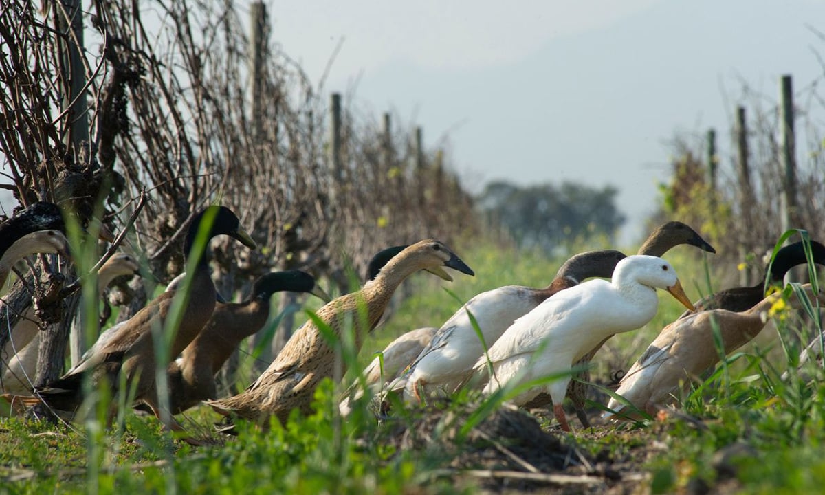 Un 'ejército' de 1.600 patos protege un viñedo