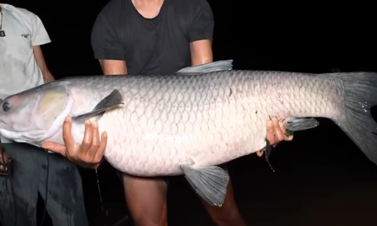 Khe La - the dam with many 'water monsters'