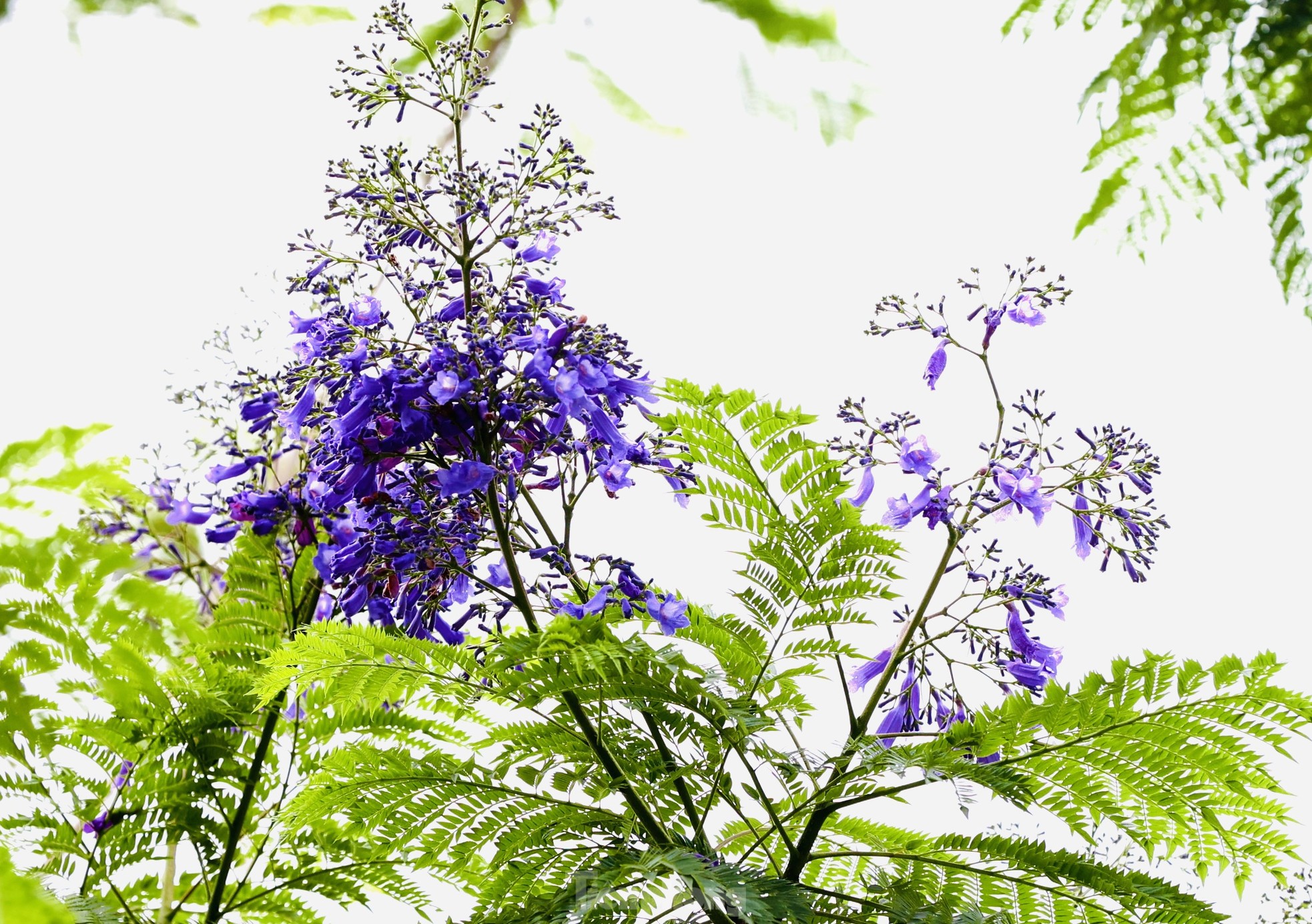 Strange purple phoenix flowers blooming and competing with Lagerstroemia flowers on Hanoi streets photo 8