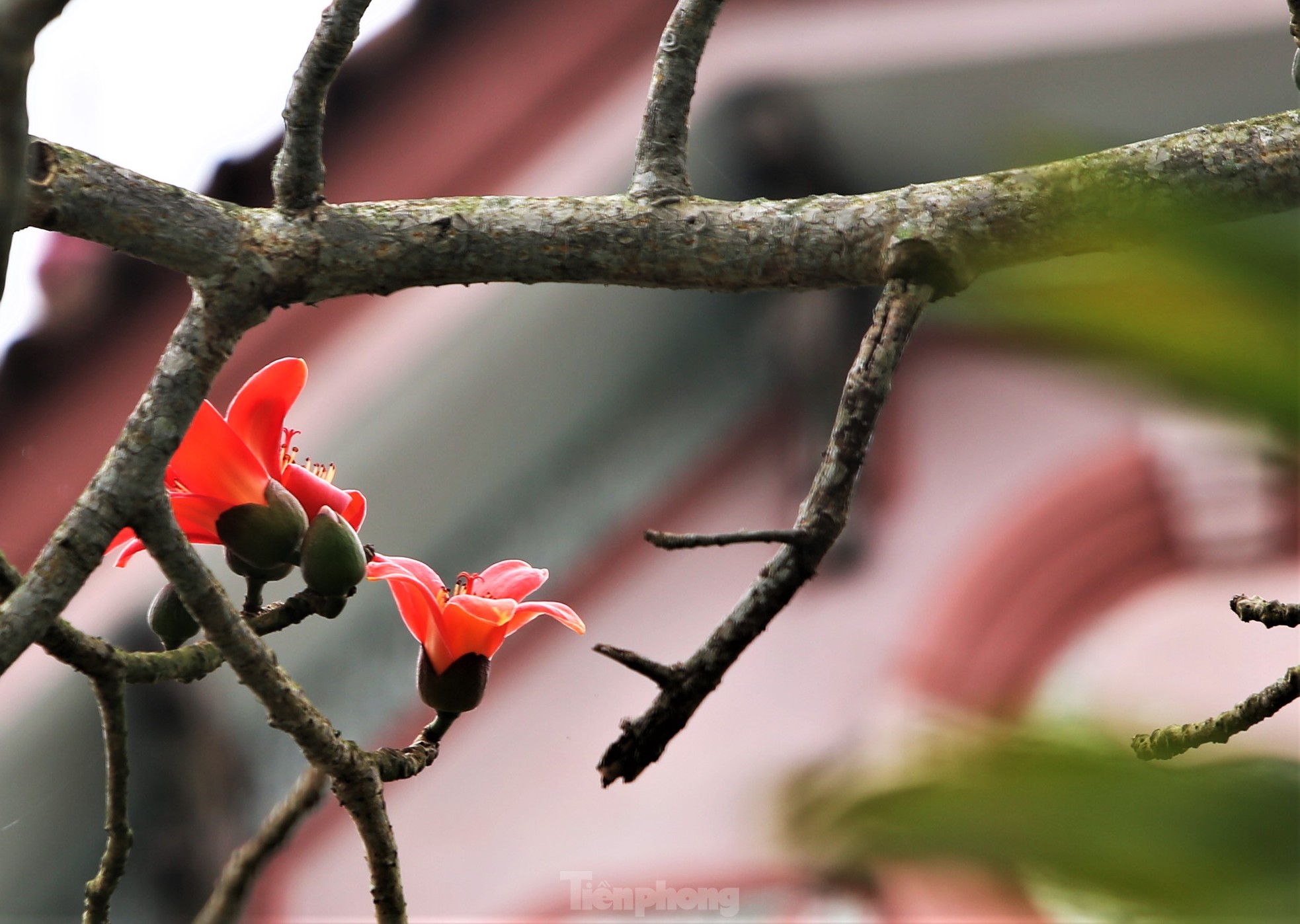 Fascinated by the ancient cotton trees blooming in the hometown of the great poet Nguyen Du photo 4