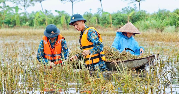 Los soldados del Regimiento de Misiles se sumergieron en la cosecha de arroz para ayudar a la gente en la zona propensa a inundaciones de Chuong My.