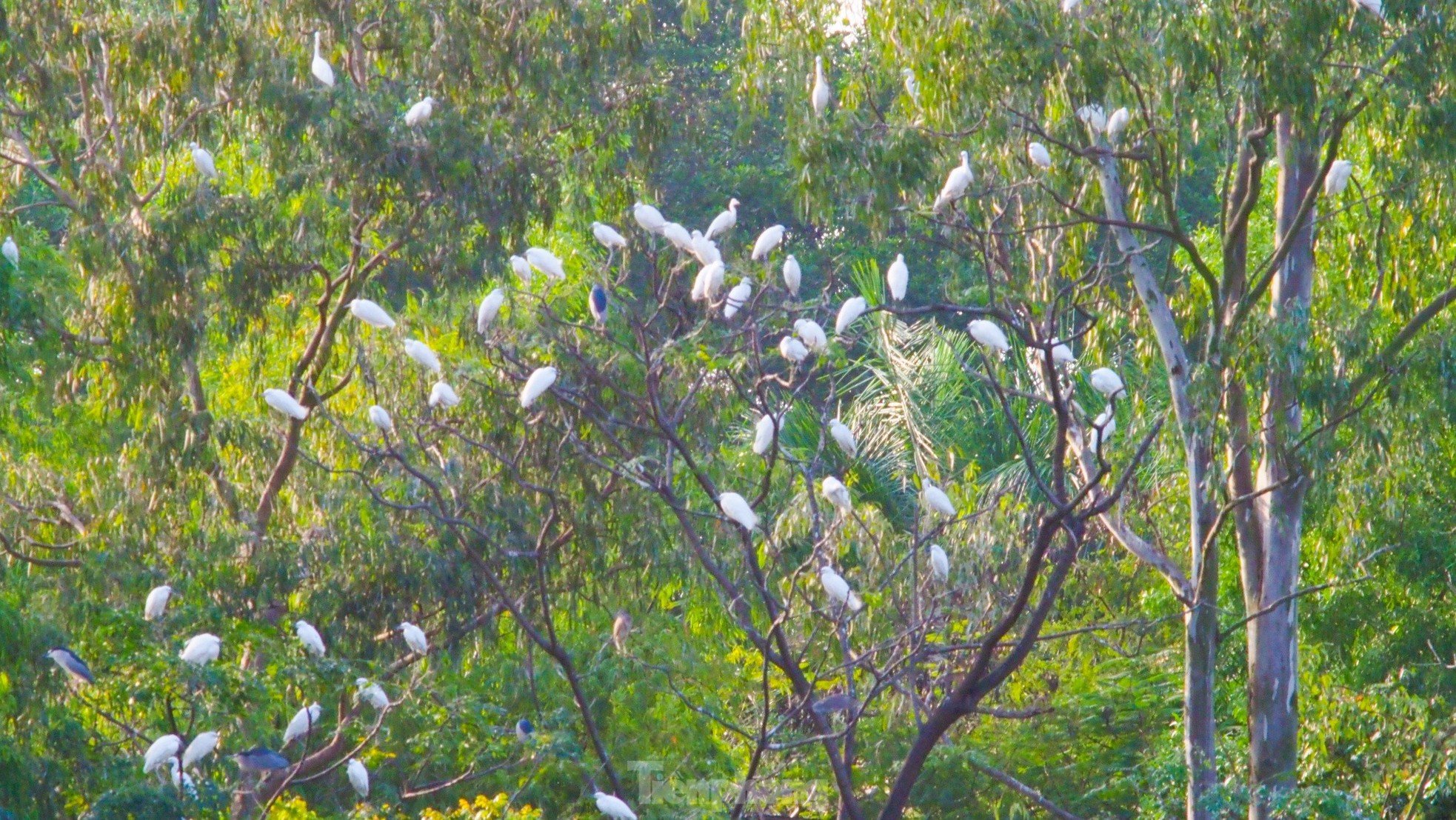 วิทยาเขตที่เป็นเอกลักษณ์ของมหาวิทยาลัยเกษตรศาสตร์และป่าไม้ Bac Giang ภาพที่ 8