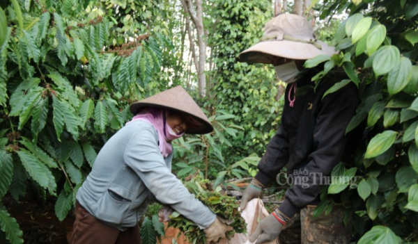 តម្លៃម្រេចមិនត្រឹមតែកើនឡើងដល់ 300,000 - 400,000 ដុង/គីឡូក្រាមទេ ប៉ុន្តែជួនកាលក៏ខ្ពស់ជាងផងដែរ។