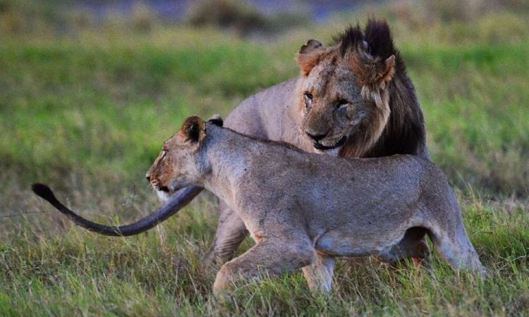 Una manada de seis leones fue asesinada por granjeros kenianos