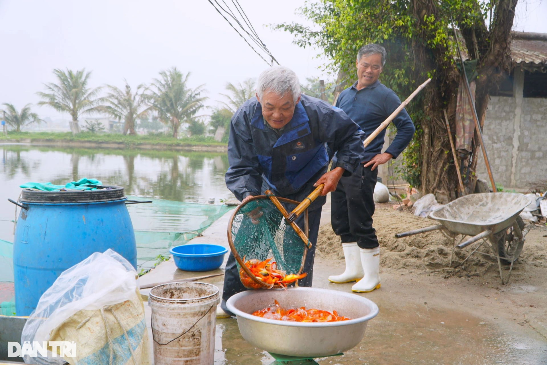 Vét hồ gom 3 tấn cá chép, kiếm gọn trăm triệu trước ngày ông Táo về trời - 7