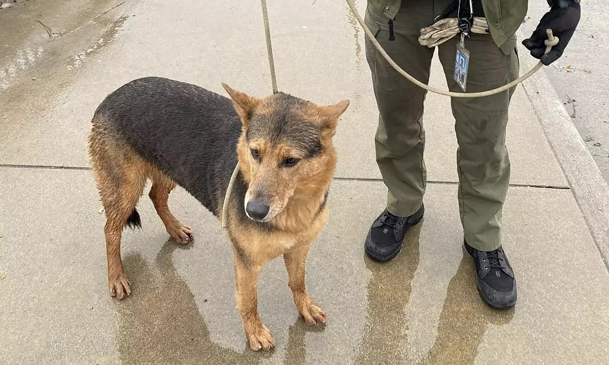 Saltó al río caudaloso para salvar a su perro.