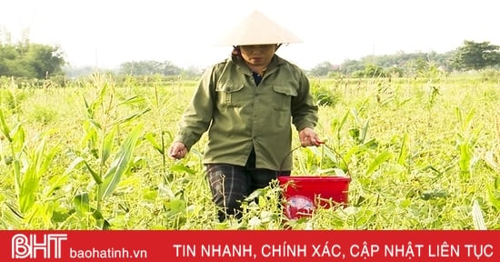 Nông dân Đức Thọ vào mùa thu hoạch đậu hè thu