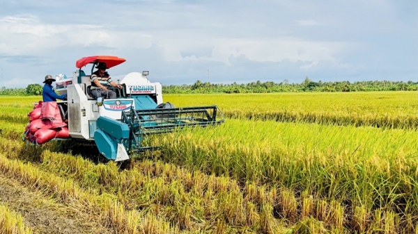 Le prix du riz fini a diminué de 50 VND/kg, celui du son sec a légèrement augmenté