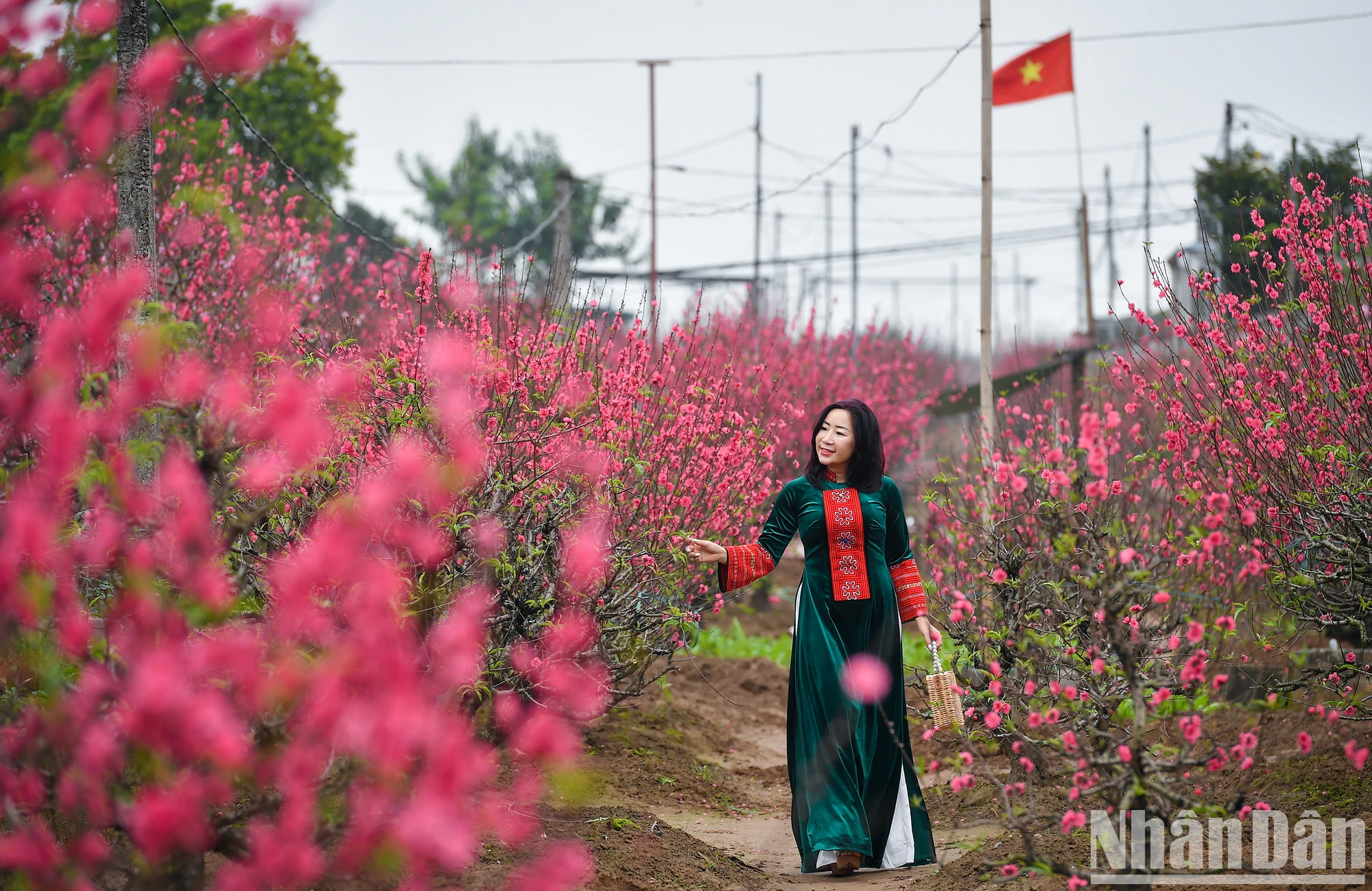 [写真] 旧正月前夜に満開となったニャットタン - プートゥオン桃の花村 写真8