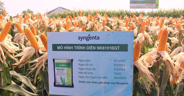 Syngenta ra mắt sản phẩm giống ngô giải quyết mối lo sâu đục thân, năng suất lên đến 9 tấn/ha