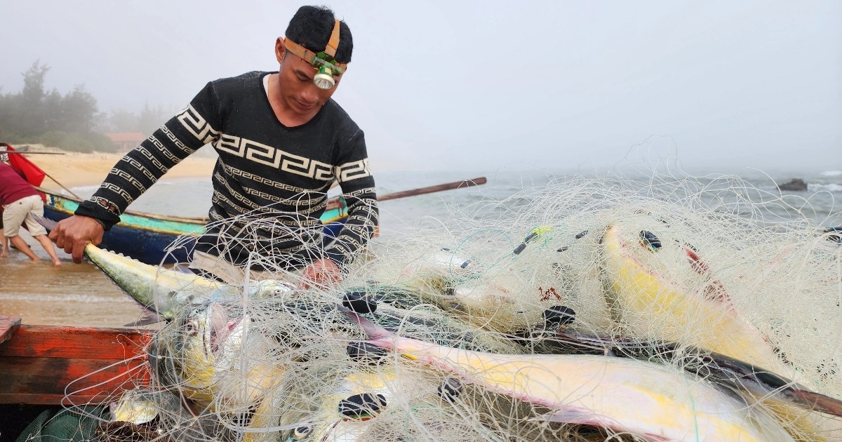 Fisherman catches 100 gold and silver fish in one net pull