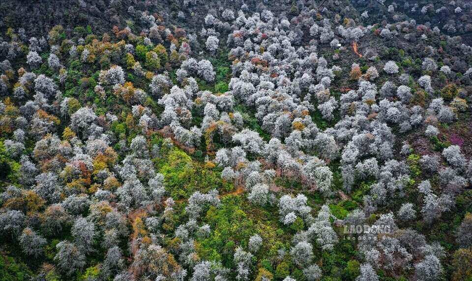 Las flores del espino florecen en todas las montañas y bosques del Noroeste. Foto: Tuan Vu