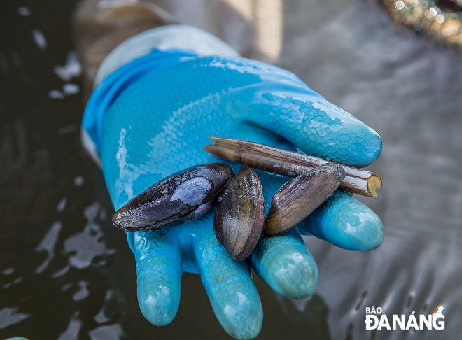 DNO - In order to supply the market with seafood that is hunted by many people during the months of June - August every year, divers living in Son Tra district have to soak in brackish water from noon to evening to catch them.