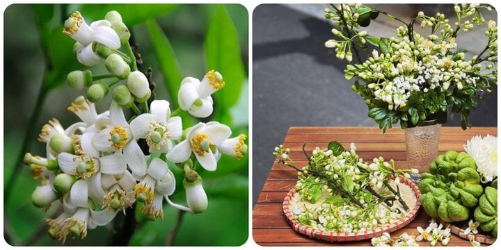 Grapefruit flowers are very good for health.