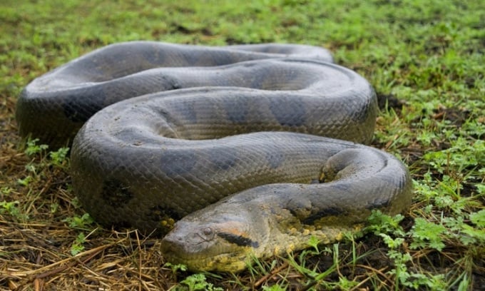 Trăn anaconda xanh có thể nặng 250 kg. Ảnh: National Geographic