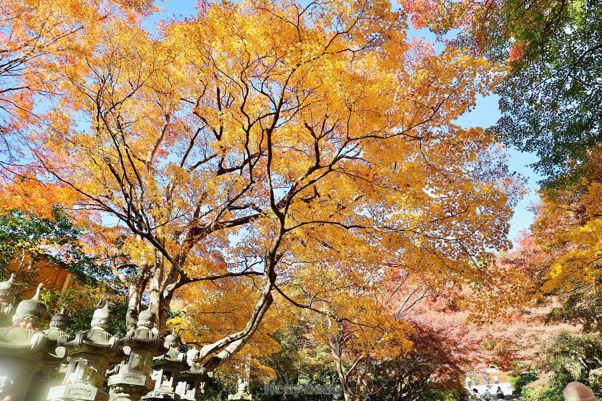 Fasziniert von der Herbstlandschaft mit roten und gelben Blättern in Japan, Foto 16