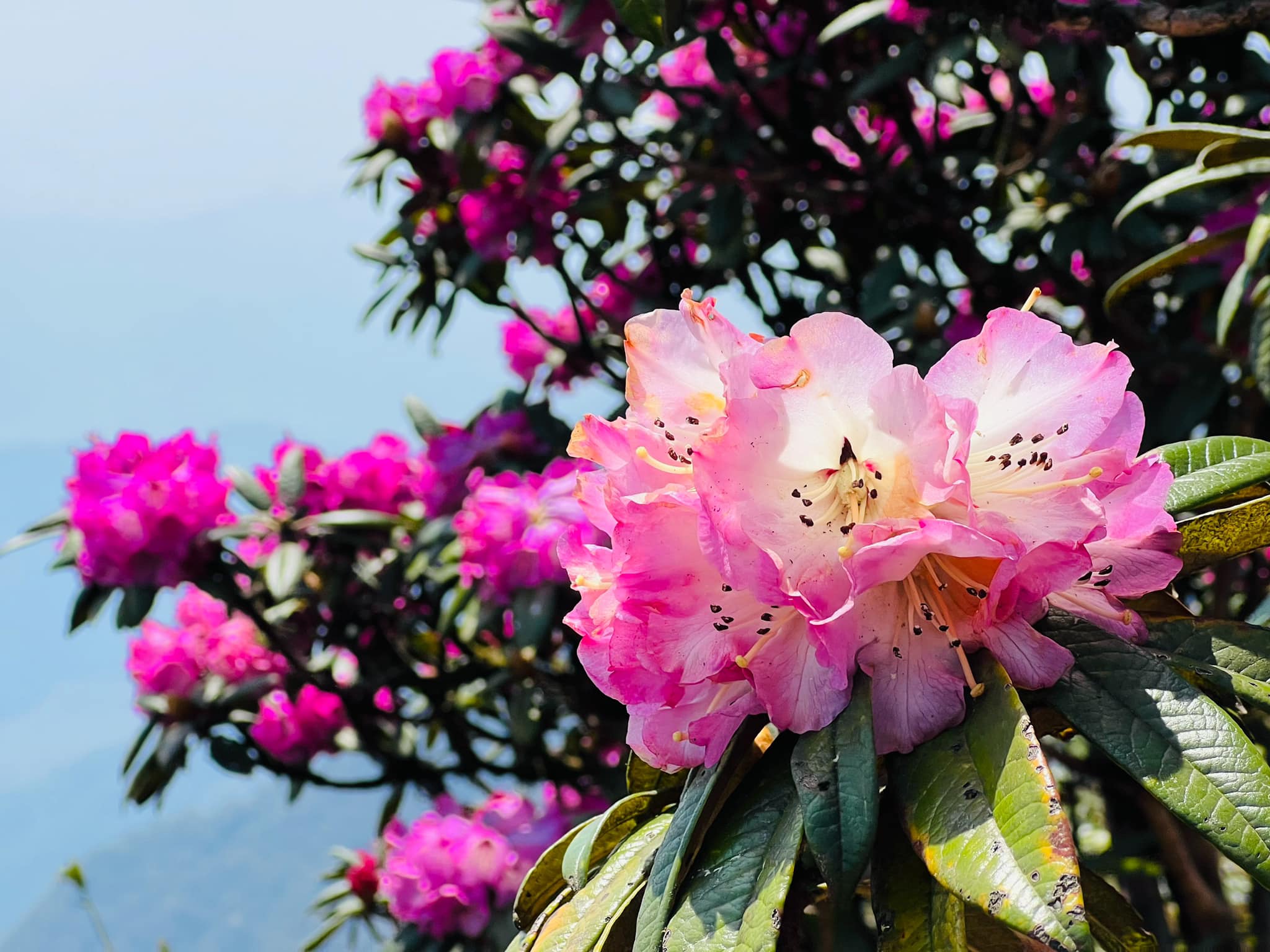 Sur le chemin du pic Do Quyen et du pic Putaleng, les visiteurs peuvent voir des fleurs fleurir en grappes avec une variété de couleurs allant du rouge, rose, blanc au jaune, orange, violet. Les anciens rhododendrons mesurent ici de 2 à 5 m de haut, la canopée n'est pas trop large mais les fleurs et les feuilles poussent de manière dense.