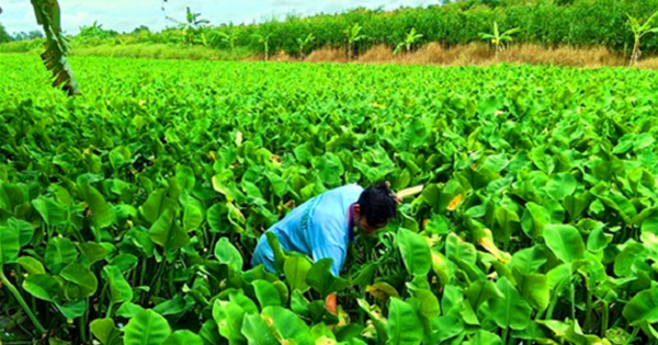 Cù Nèo, verdura silvestre, verdura silvestre que cura la espermatorrea masculina, solía ser utilizada como alimento para los cerdos, ahora se cultiva para enriquecerse en Hau Giang