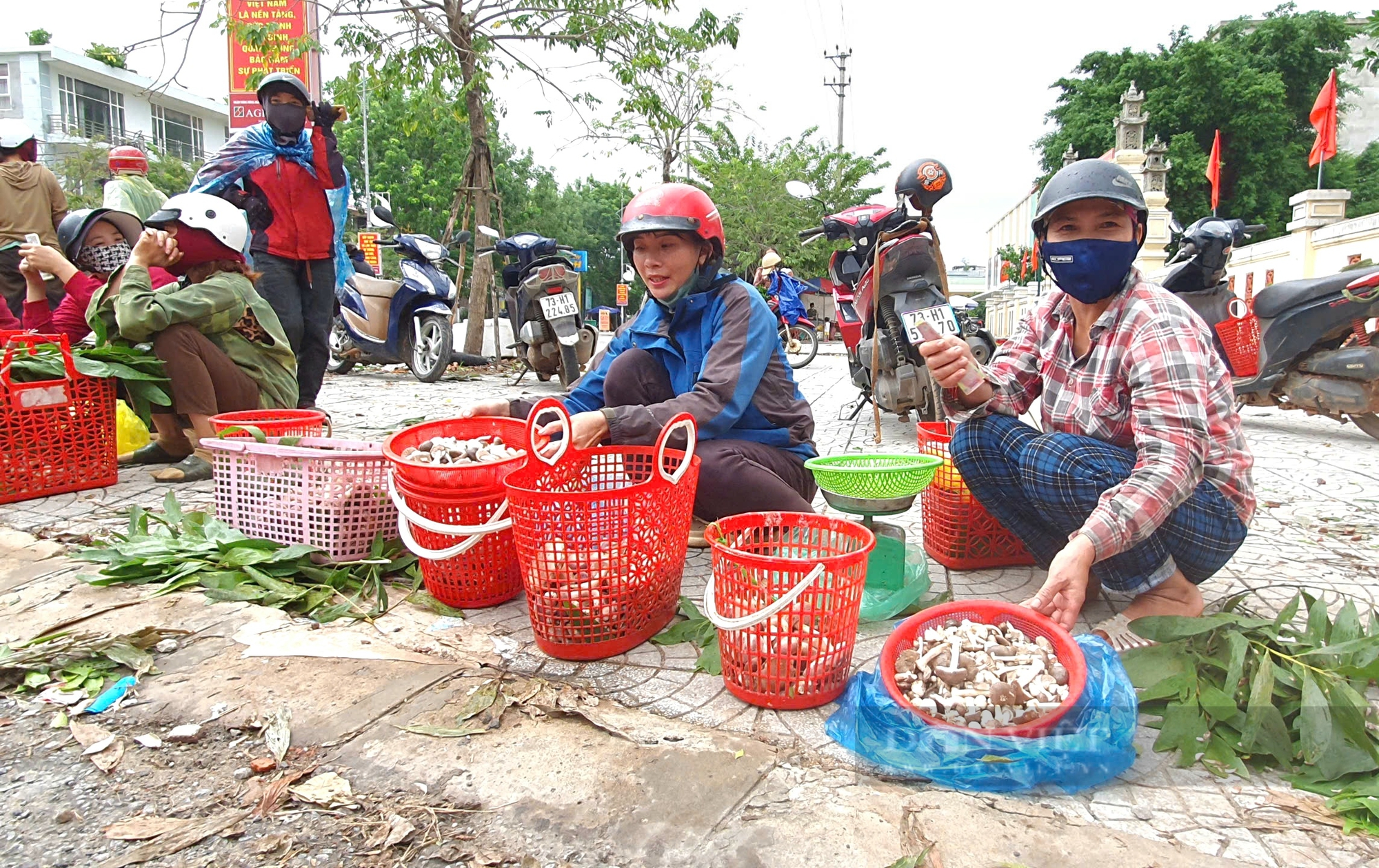 Người dân Quảng Bình rủ nhau đi hái loài nấm béo núc ních, ăn càng đắng càng ngon- Ảnh 4.