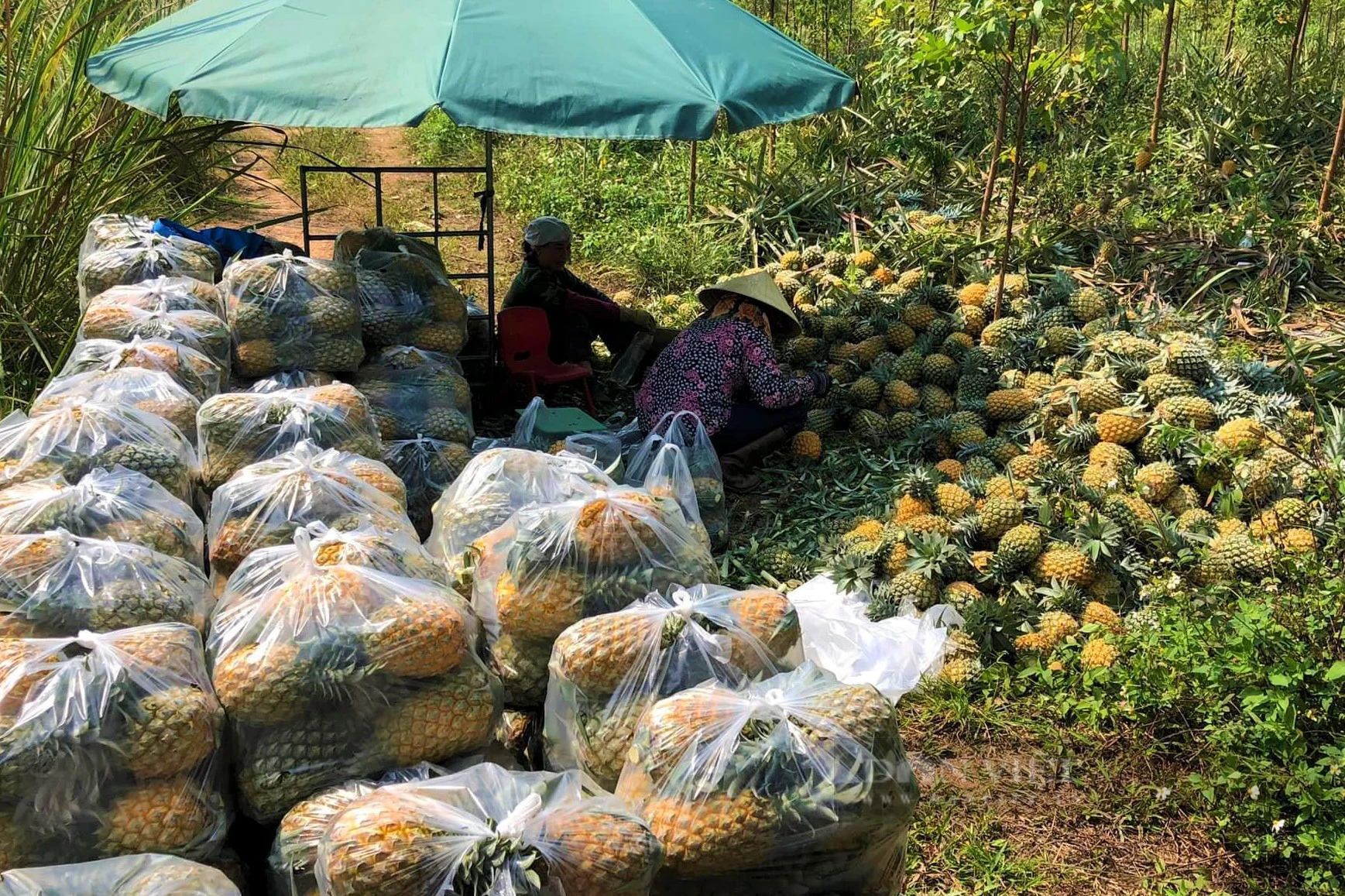 Trồng dứa 
