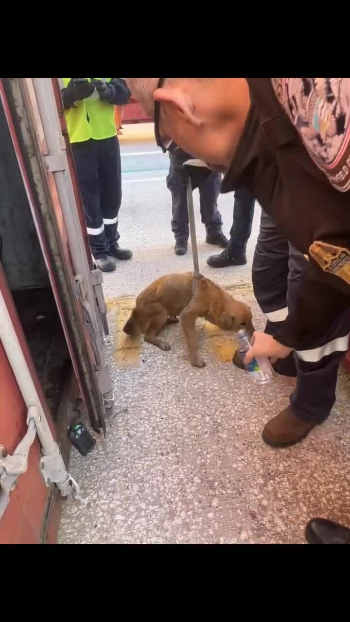 Dog rescued after being trapped in a container for more than a week