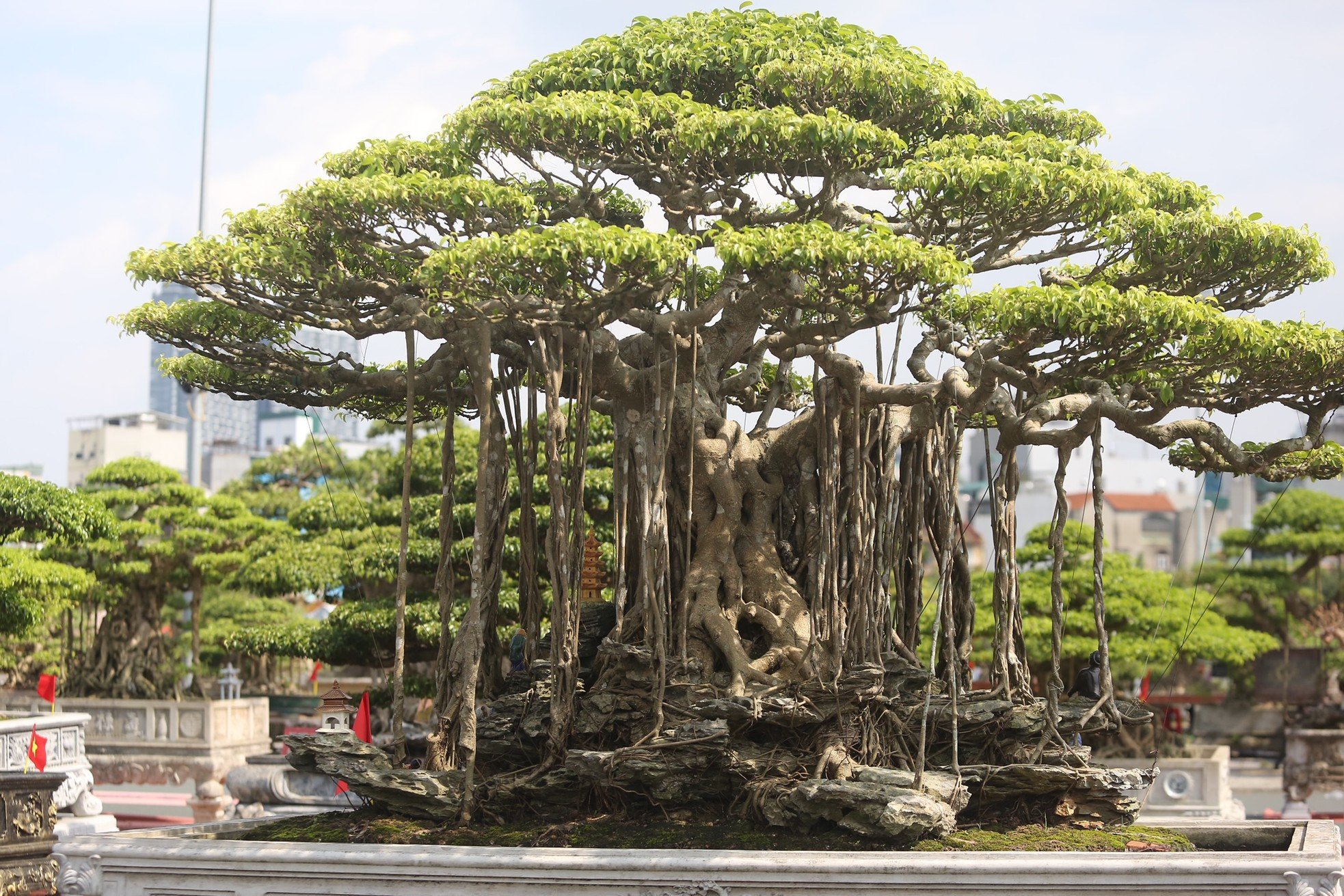 ชมต้นไทรรูปร่างประหลาดโบราณมูลค่านับหมื่นล้านดองในฮานอย ภาพที่ 12