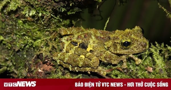 158 nuevas especies descubiertas en Vietnam